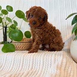 Forest - Brown male Cavapoo puppy in East Earl, Pennsylvania from White Creek
