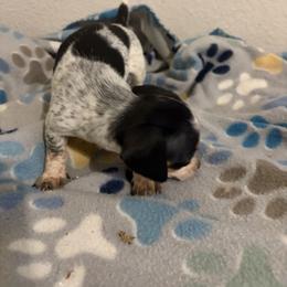 Olive - Piebald female Dachshund puppy in Conroe, Texas from R&M Dachshunds