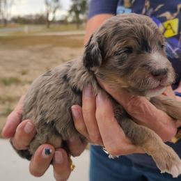 Peanut-Black - Blue merle male Bernedoodle puppy in Dugway, Utah from Luv4Bernedoodles