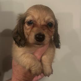 Lucah-3 - Cream male Dachshund puppy in Nashville, Georgia from Riverside Dachshund