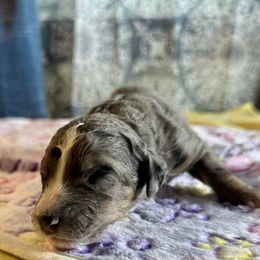 Naomi - female Australian Mountain Doodle puppy in Blue Springs, Missouri from Jeanie’s Doodles
