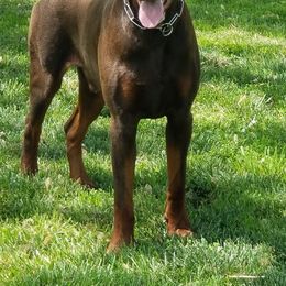 Doberman Pinschers from Douglass Dobermanns