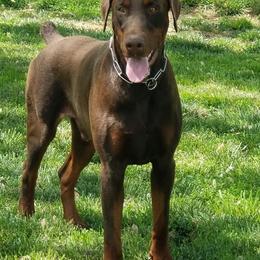 Doberman Pinschers from Douglass Dobermanns