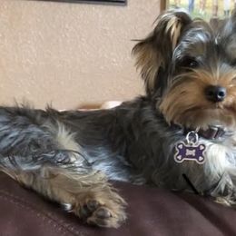 Morkies from Linda Sherman