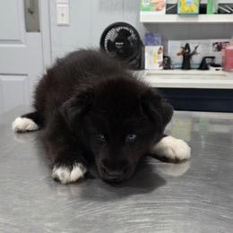 Dash - Black male Siberian Husky puppy in Meridian, Mississippi from JJ's Huskies