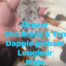 Grover - Dapple male Dachshund puppy in Whitesboro, Texas from Joanie's Tickled Pink Puppies