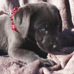 Labrador Retriever Puppies from Jungle Lake Labrador Lodge
