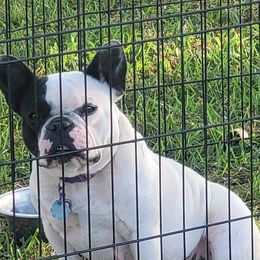 Ezmè - French Bulldog