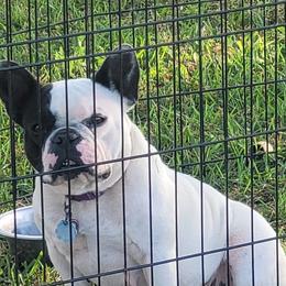 Ezmè - French Bulldog