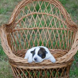 Boy 5 - Red mottled male Australian Cattle Dog puppy in Buffalo Valley, Tennessee from Buffalo Valley Breeders