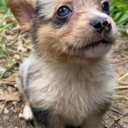 Penny - Blue merle and white female American Corgi puppy in Pioneer, Michigan from Country Corners Corgis