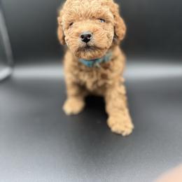 Blue collar - Apricot male Poodle puppy in Fredericktown, Missouri from Ellie & Co. Doodles
