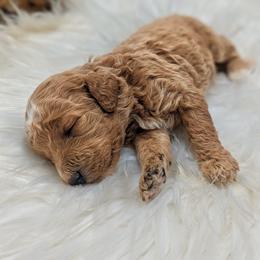 Girl 2 - Apricot female Poodle puppy in Salt Lake City, Utah from Utah Cocker Spaniels