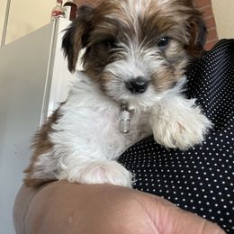 Morkie Puppies from Morkie Bears of Reno