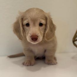 Liam - Cream male Dachshund puppy in Fort Gibson, Oklahoma from Cooper’s Dachshunds