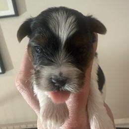 Nightly - Parti male Yorkshire Terrier puppy in Florence, Kentucky from 4paws4ever by Design