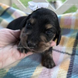 Lola - Black and cream female Dachshund puppy in Washington from Beautiful Doxies