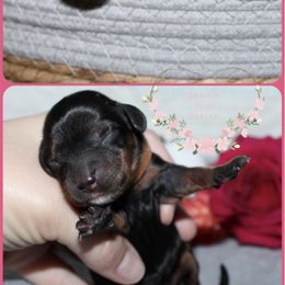 Green bean casserole - Black and tan female Dachshund puppy in Pope, Mississippi from Anna’s Mini Doxies