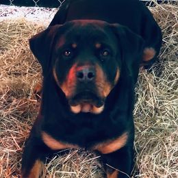 Rottweilers from North East Texas Rottweilers