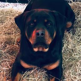 Rottweilers from North East Texas Rottweilers