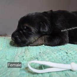 White - Black and red female German Shepherd puppy in Tony, Wisconsin from Muddy Acres German Shepherds