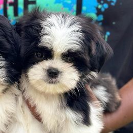 Goldendoodles, Poodles, Shihpoos, and Yorkshire Terriers from Plush Pups By Reeds