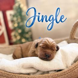 Jingle - Dark golden male Golden Retriever puppy in San Bernardino, California from Thegoldendreams1