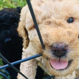 Goldendoodles from JC Doodles