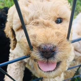 Goldendoodles from JC Doodles
