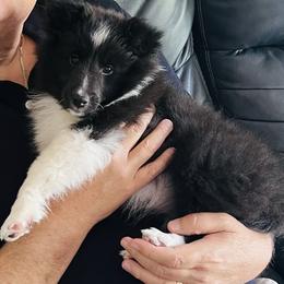 Poppy - Black and white female Shetland Sheepdog puppy in Davie, Florida from Enclave