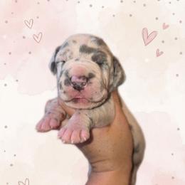 Sparkle blue harlequin - Harlequin female Great Dane puppy in Port Clinton, Ohio from LakeSide Danes