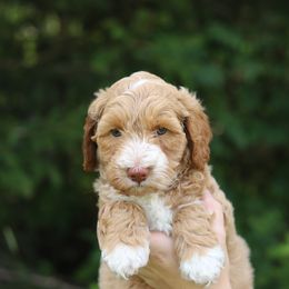 Orange - Apricot male Australian Labradoodle puppy in Williamstown, New York from Lewis Manor Labradoodles
