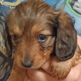 Amy (Heavily Shaded Red) - Red female Dachshund puppy in Frankfort, Kentucky from Gigi's Dachshunds