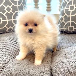 Han - Cream parti male Pomeranian puppy in Stroud, Oklahoma from Laik’s Little Shihtz & Poms