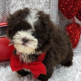 Maltipoo, Poodle, and Shihpoo Puppies from Puppies-4U