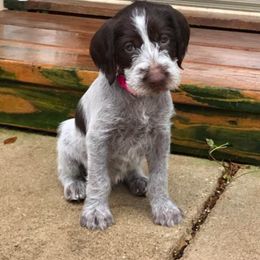 German Wirehaired Pointer Puppies from RnRwires