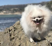 A very fluffy Pomeranian by the ocean