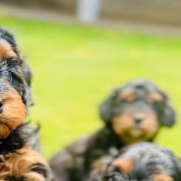 Cavalier King Charles Spaniels and Cavapoos from Camelback Cavaliers