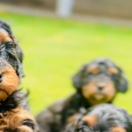 Cavalier King Charles Spaniels and Cavapoos from Camelback Cavaliers