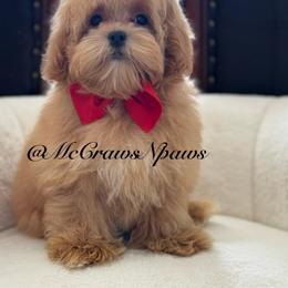 Little daddy - Apricot male Maltipoo puppy in Hesperia, California from McCraws N Paws