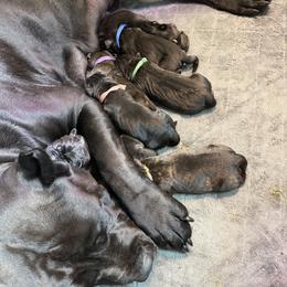 Cane Corso Puppies from CANE CORSO DI DROGHEDA