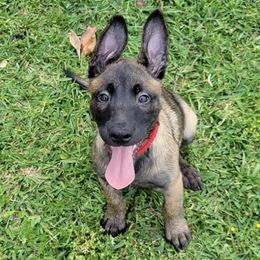 Belgian Malinois from New Hope Malinois