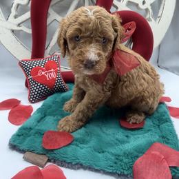 Barkley - Red male Cavapoo puppy in Central, Arizona from Desert Valley Doodles