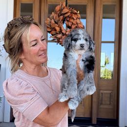 Mocha - Merle male Bernedoodle puppy in Yuba City, California from Ranch House Doodles