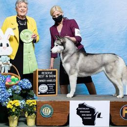 SONDER  - Siberian Husky