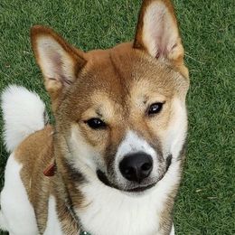 Mieko - Shiba Inu