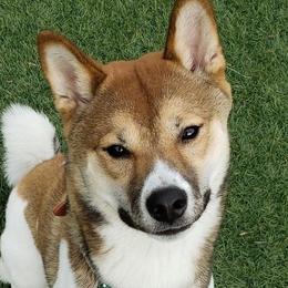 Mieko - Shiba Inu