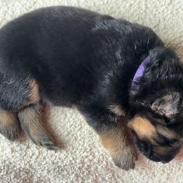 Purple - Black and red female German Shepherd puppy in Spring Hill, Florida from Iron Crest Shepherds