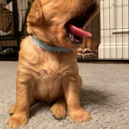 Golden Retriever Puppies from Bella’s Golden Pups