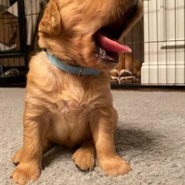 Golden Retriever Puppies from Bella’s Golden Pups